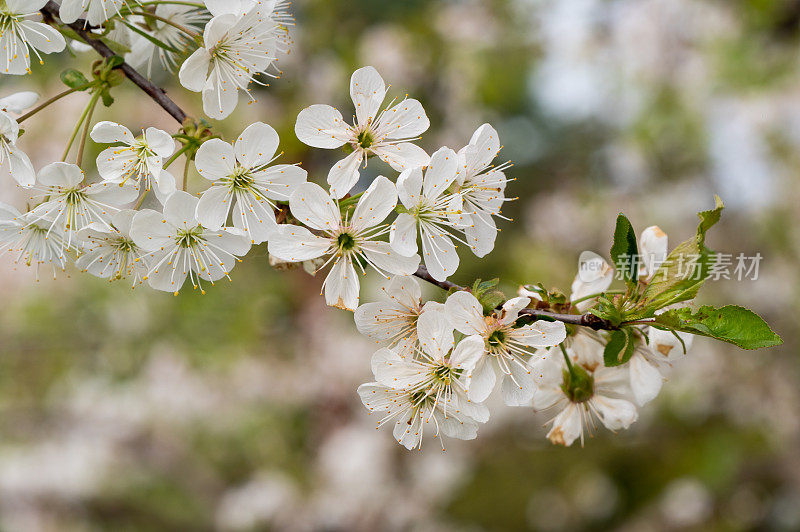 酸樱桃(Prunus cerasus)树在花园里开花